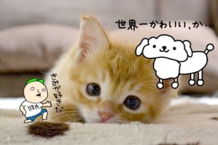 Lineに新機能追加 写真や動画にlineスタンプを貼る方法と詳細を徹底解説 Snsデイズ