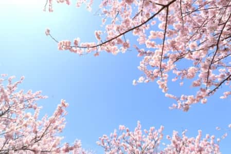 年lineで桜が降るエフェクトが登場 いつまで 詳細や表示されない不具合の対処法など徹底解説 Snsデイズ